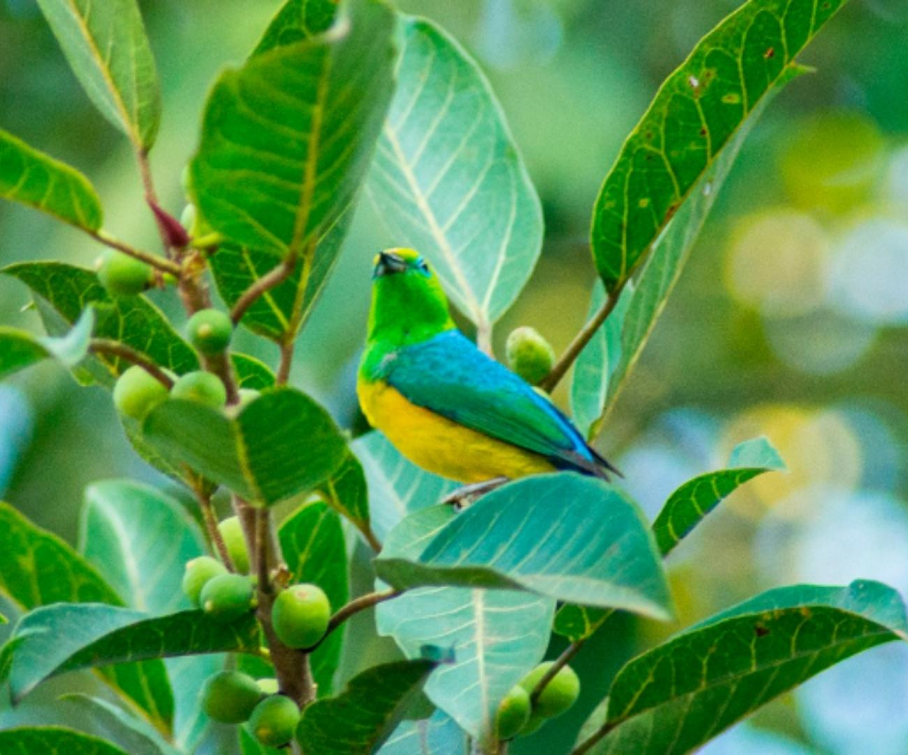 Contemple a natureza e relaxe em um Banho de Floresta! - Image 2