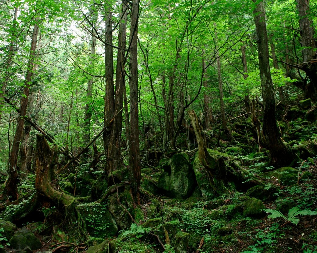 Detox na Floresta! Um final de semana de experiências inesquecíveis em contato com a natureza! - Image 3