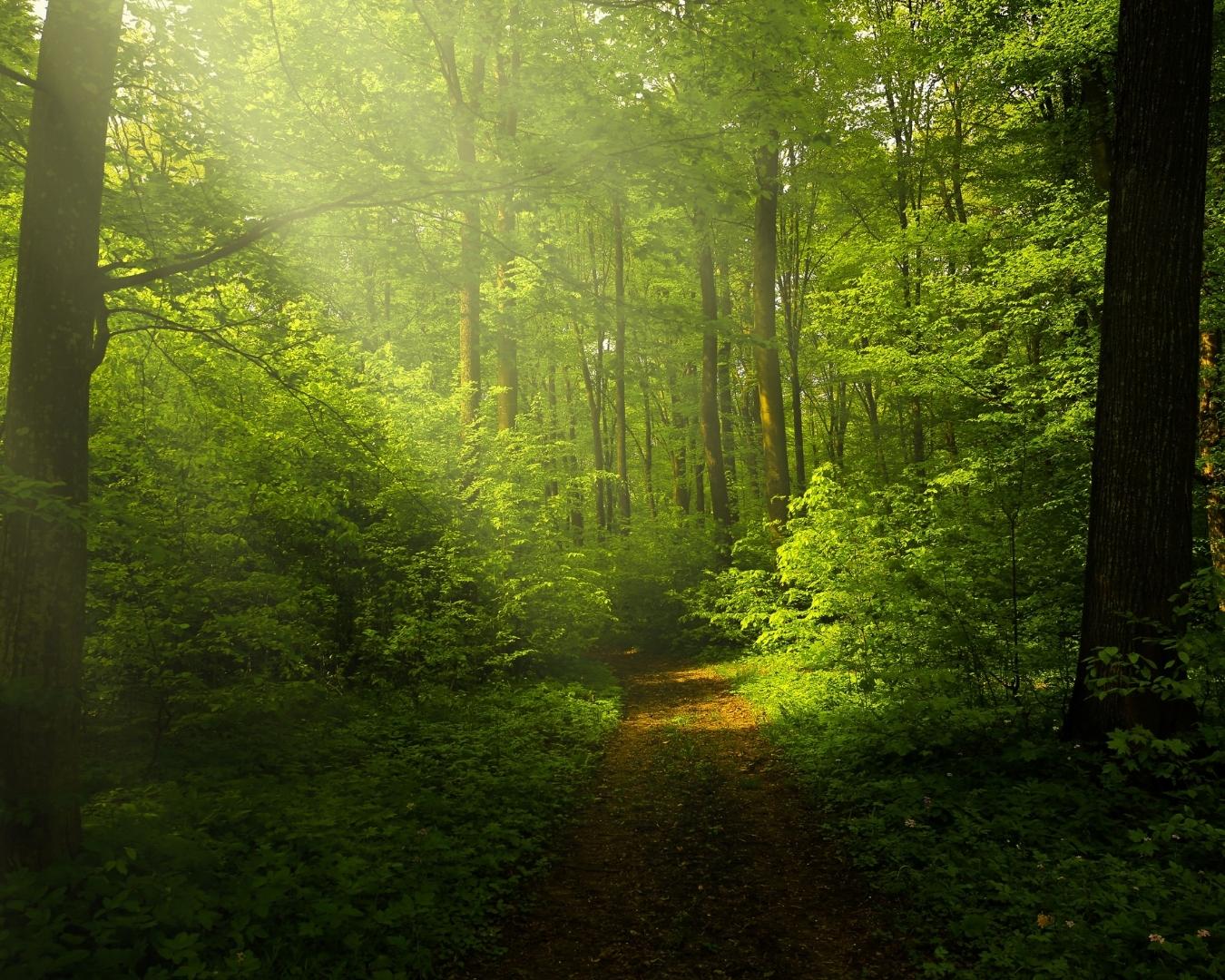 Detox na Floresta! Um final de semana de experiências inesquecíveis em contato com a natureza! - Image 4