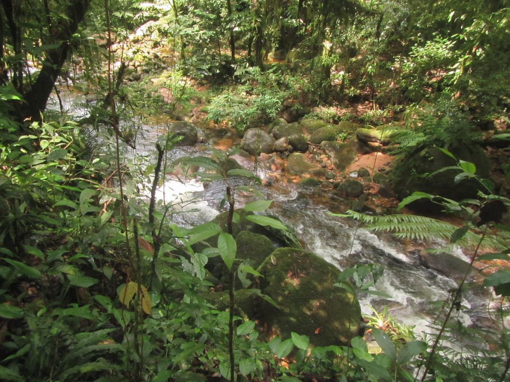 História e natureza! Conheça a Trilha do Rochedinho dentro do Parque Estadual do Marumbi! - Image 3