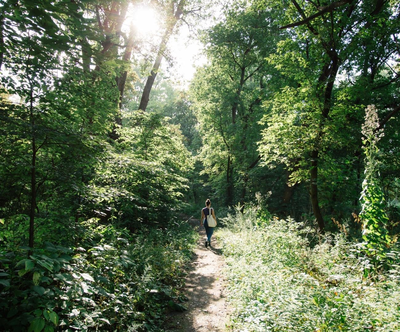 Aproveite um dia relaxante na floresta! Se desconecte da tecnologia e do cotidiano urbano!