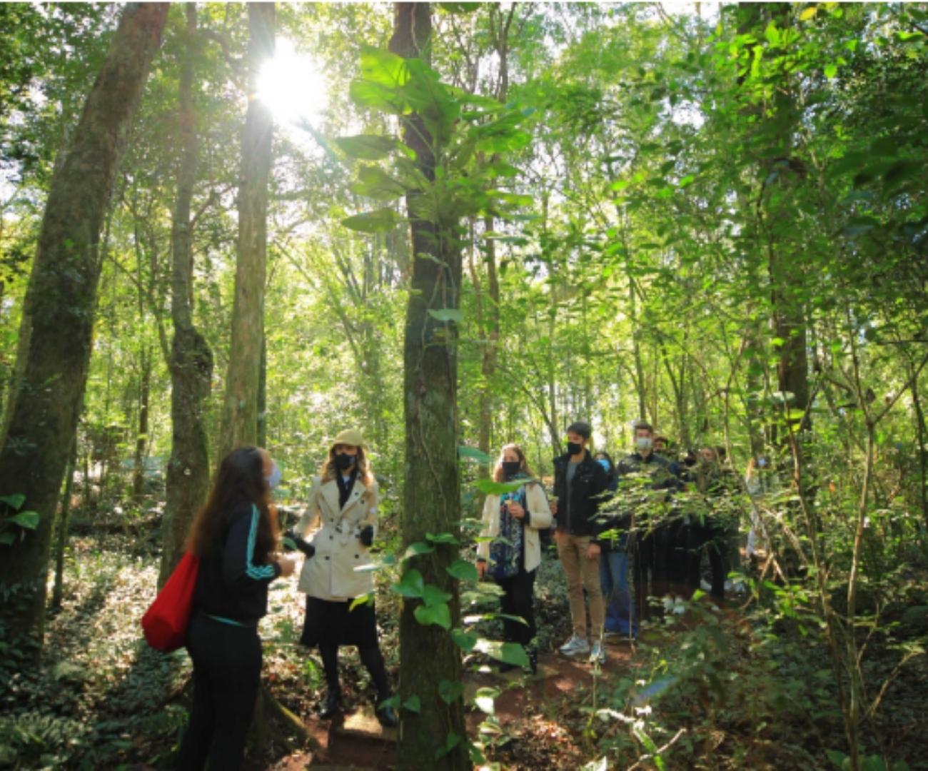 Aproveite um dia relaxante na floresta! Se desconecte da tecnologia e do cotidiano urbano! - Image 3