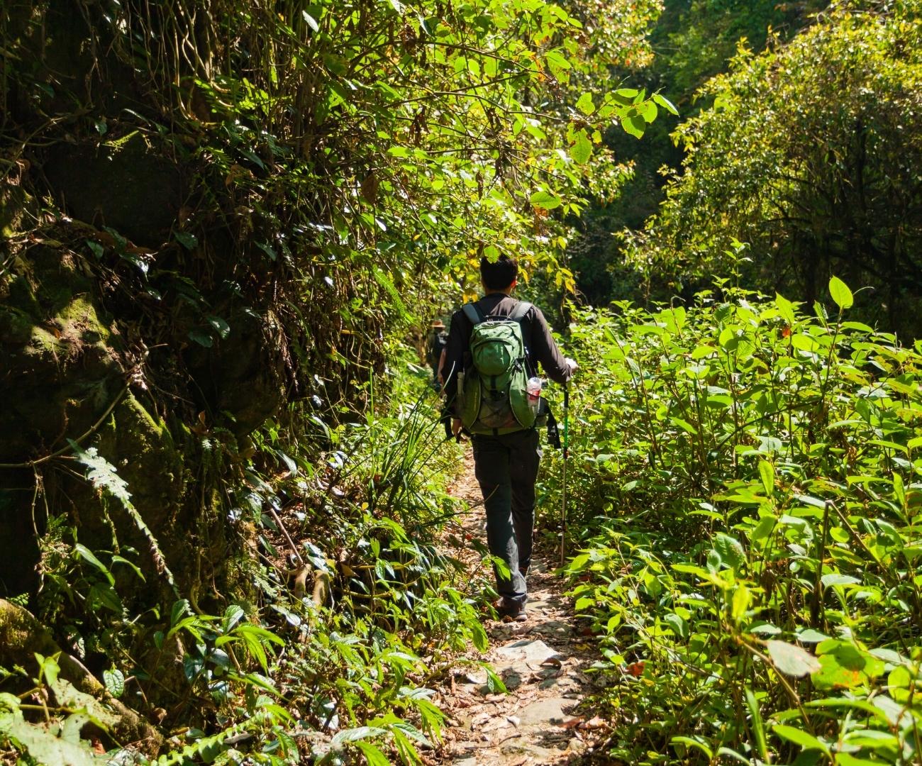Aproveite um dia relaxante na floresta! Se desconecte da tecnologia e do cotidiano urbano! - Image 2
