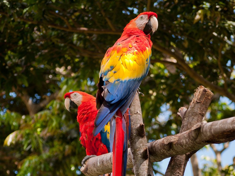 Turismo de Base Comunitária - Roteiro Cupuaçu - Image 4