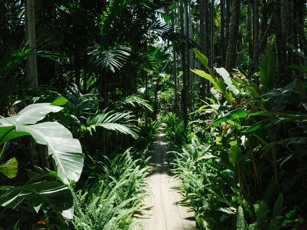 Turismo de Base Comunitária - Roteiro Cupuaçu - Image 2