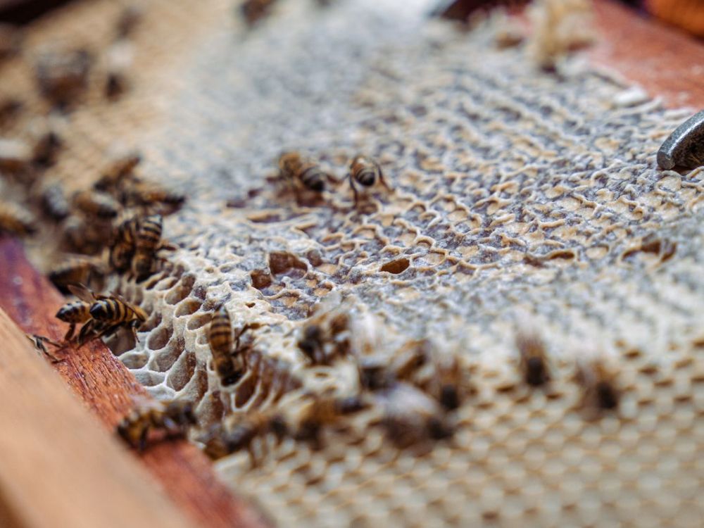 Uma imersão na cultura holandesa com degustação de méis raros: uma vivência sensorial completa nas Montanhas Capixabas - Image 2