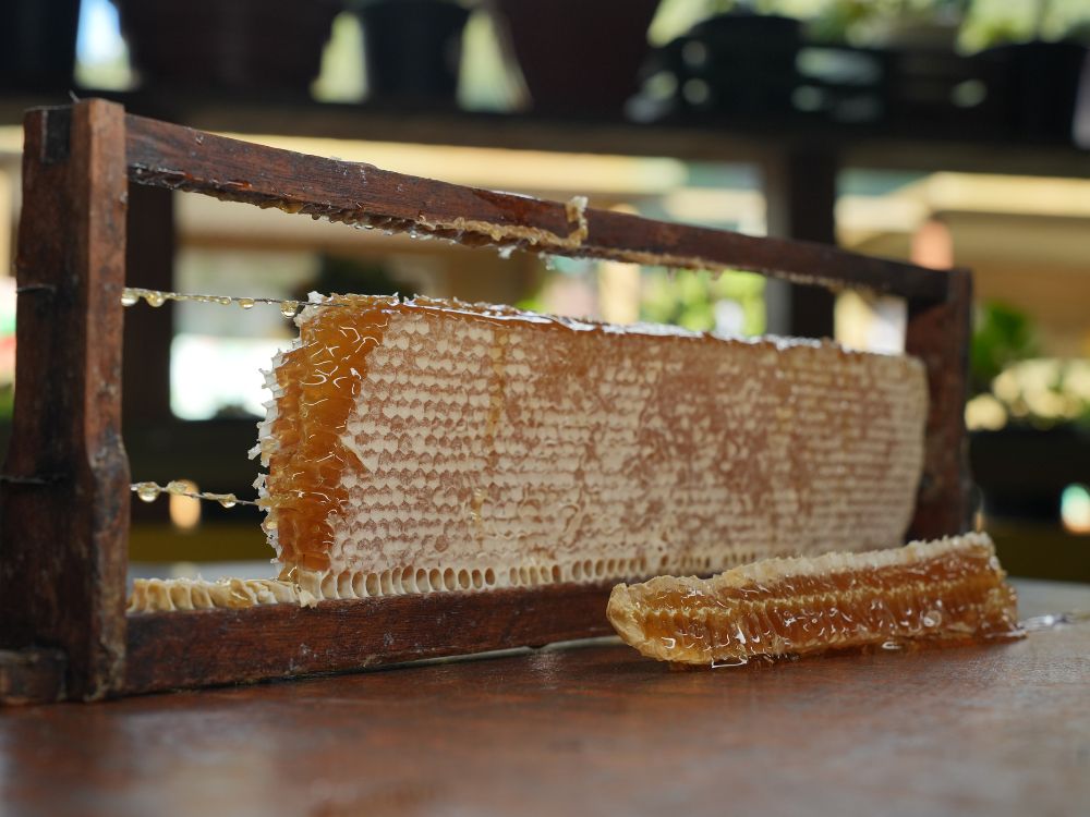 Uma imersão na cultura holandesa com degustação de méis raros: uma vivência sensorial completa nas Montanhas Capixabas - Image 4