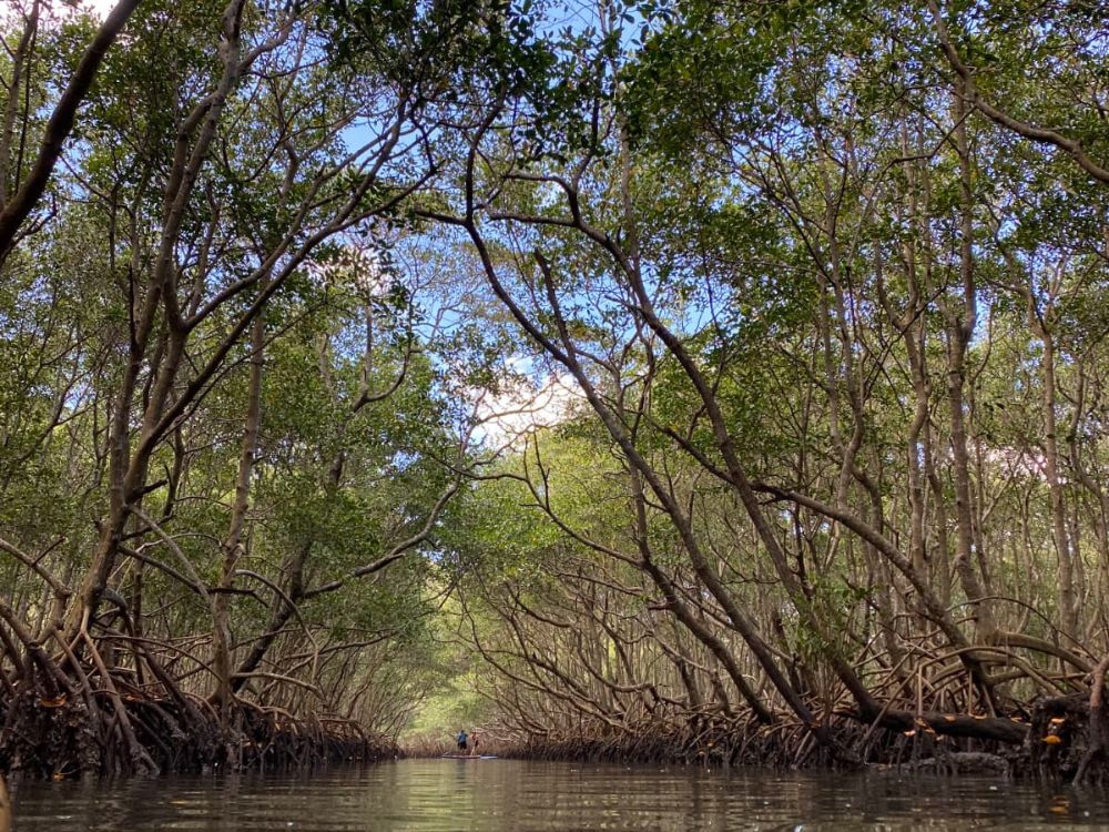 Um passeio encantador pelos manguezais cariocas + welcome drink - Image 3