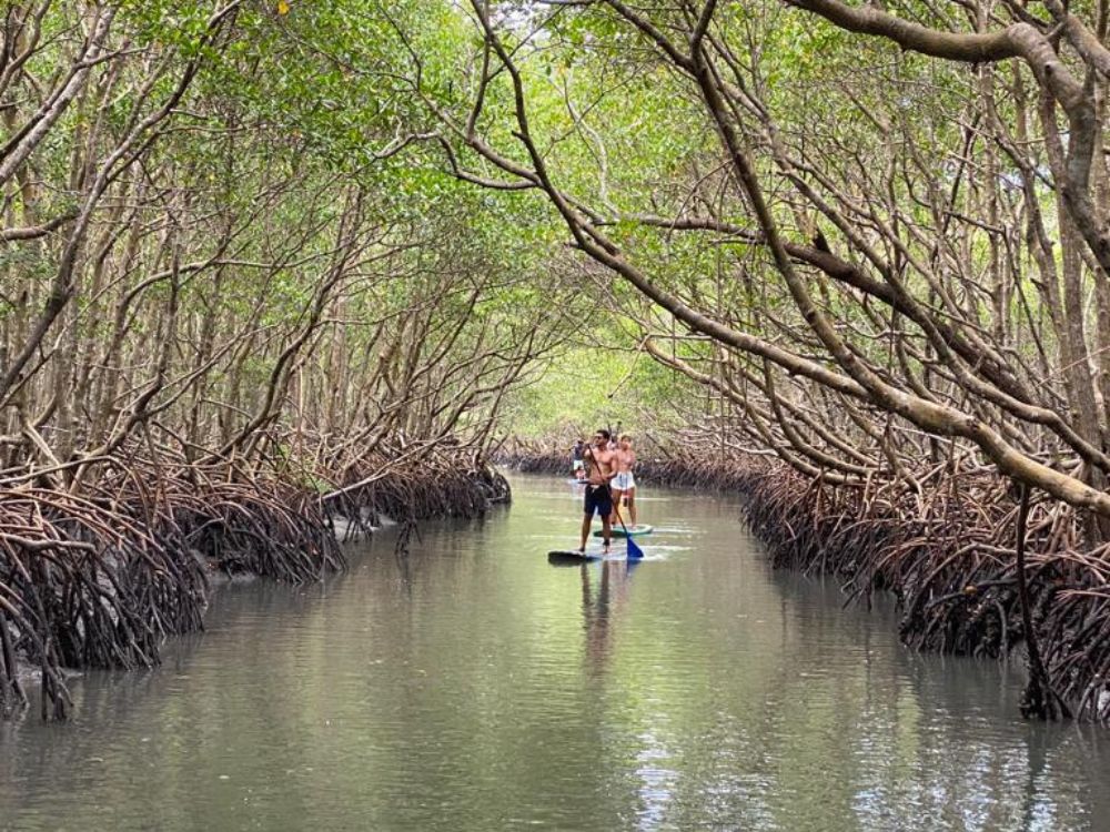 Um passeio encantador pelos manguezais cariocas + welcome drink