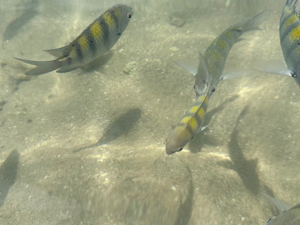 Descubra a magia da Baía de Todos-os-Santos em um tour pelas Ilhas Tropicais, Ilha dos Frades e Ilha de Itaparica - Image 4