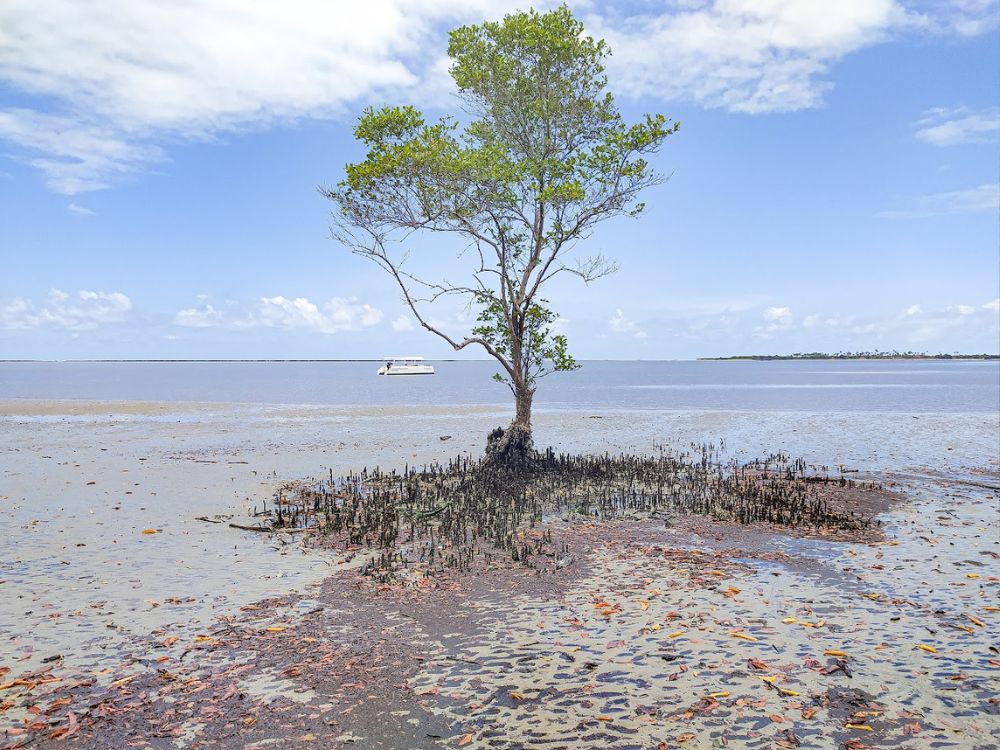 Presencie as mais lindas paisagens dos manguezais e arrecifes de Barra do Mamanguape + almoço em aldeia indígena - Image 4