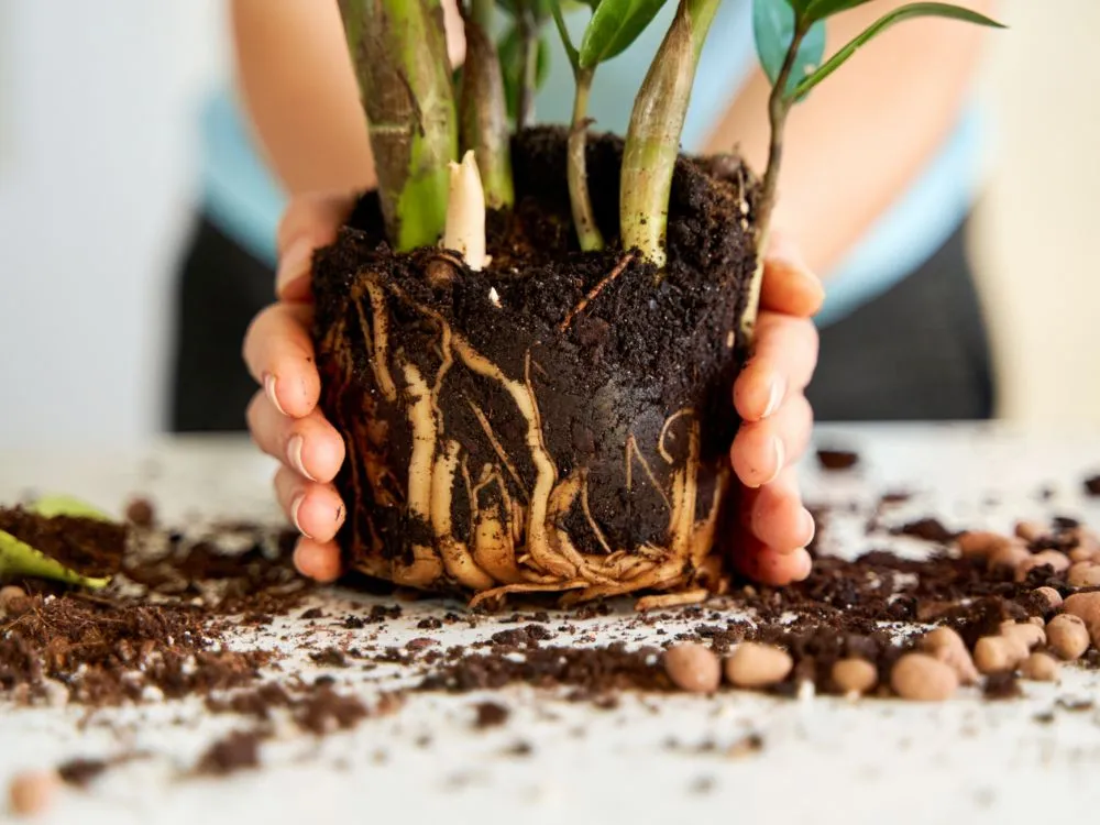O despertar para a Ciência Botânica através do contato com o cultivo de plantas a partir de 8 pessoas - Image 3