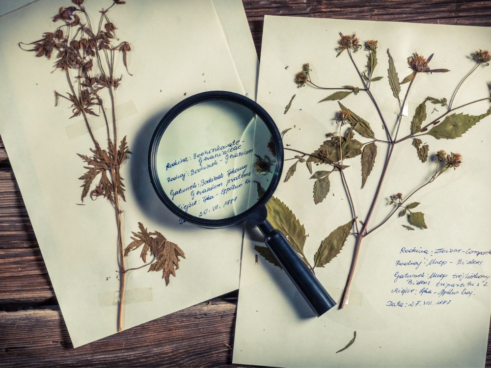 Quadros que guardam memórias: aprenda técnicas para secar plantas e flores em uma experiência coletiva e artística para a partir de 8 pessoas