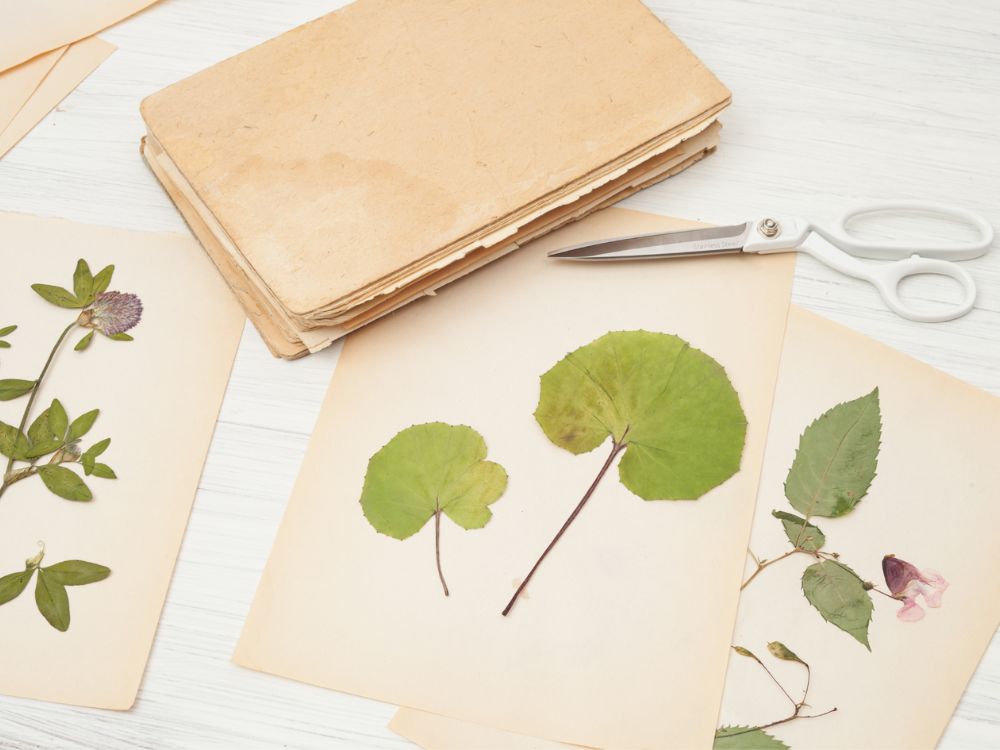 Quadros que guardam memórias: aprenda técnicas para secar plantas e flores em uma experiência coletiva e artística para a partir de 8 pessoas - Image 2