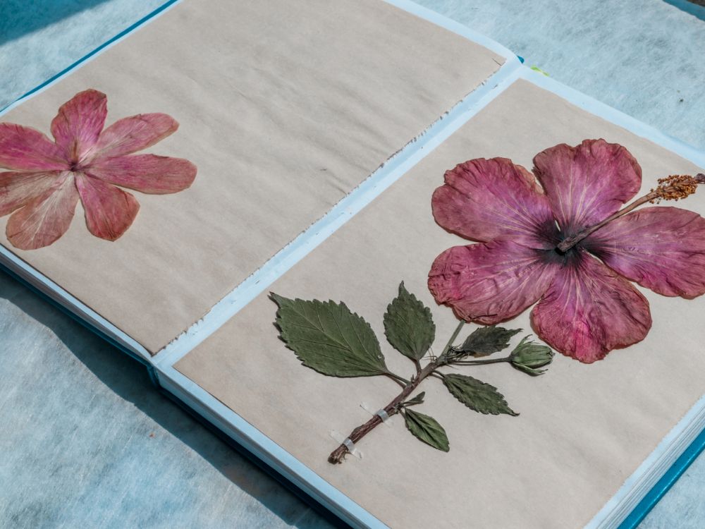 Quadros que guardam memórias: aprenda técnicas para secar plantas e flores em uma experiência coletiva e artística para a partir de 8 pessoas - Image 4