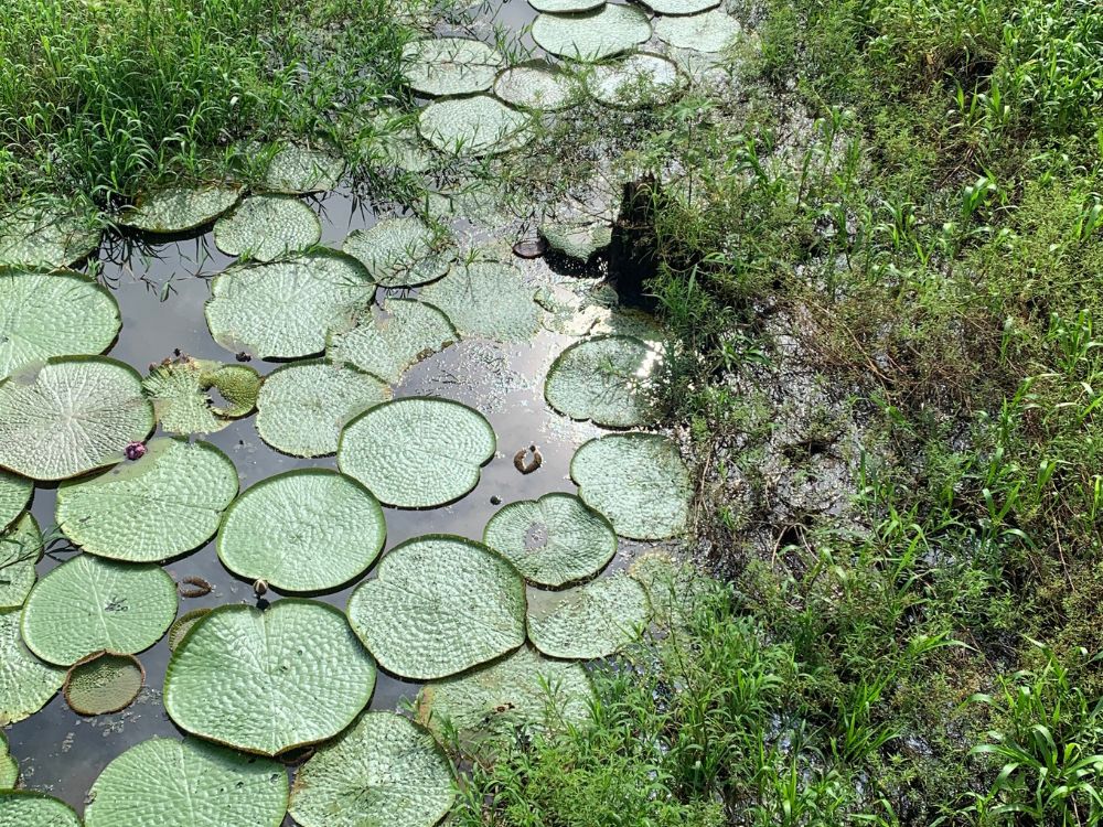 Explorando as maravilhas do Rio Negro e do Rio Amazonas com Pernoite - Image 4