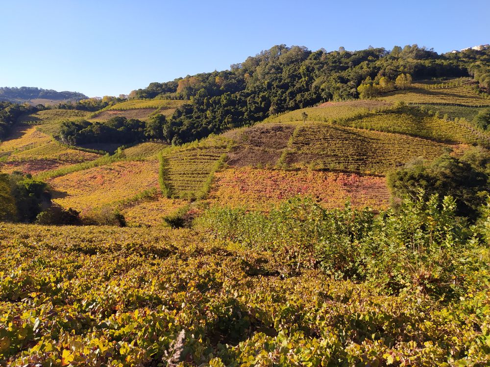 A combinação perfeita entre queijos e vinhos em um incrível tour gastronômico - Image 4