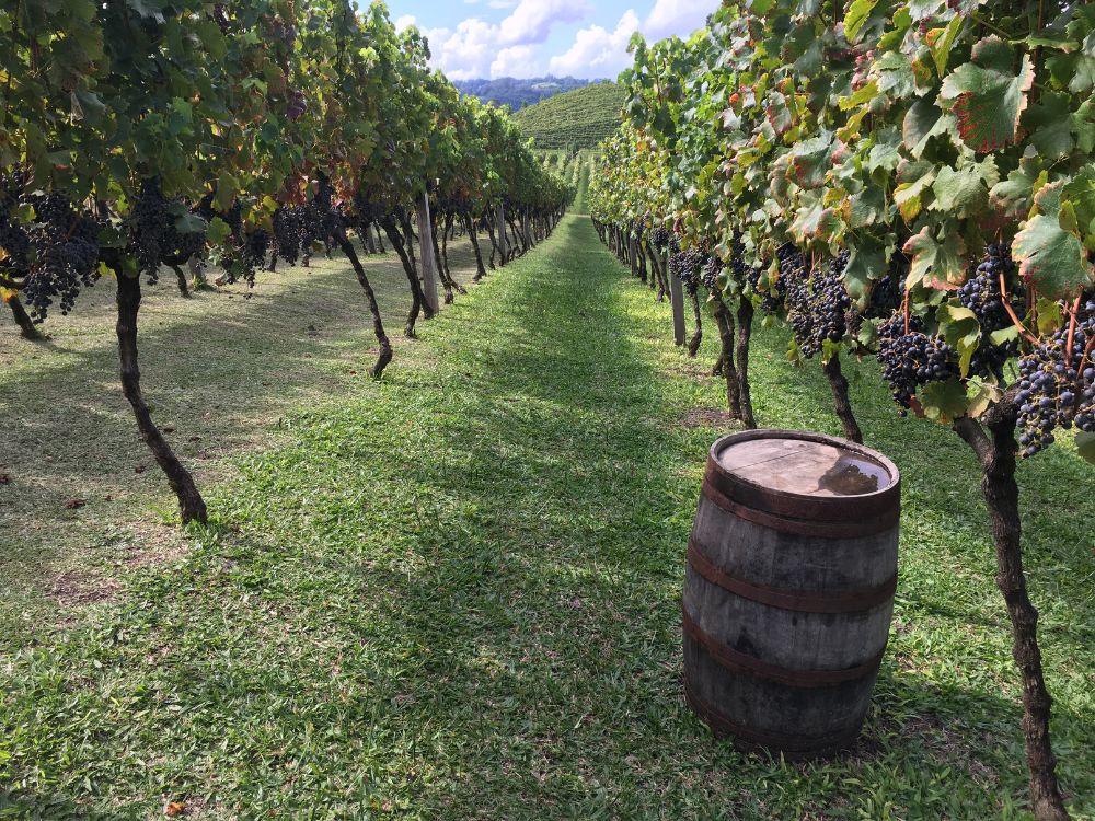 Descobrindo os tesouros do terroir sulista com as vinícolas boutique, suas origens e tradições - Image 2