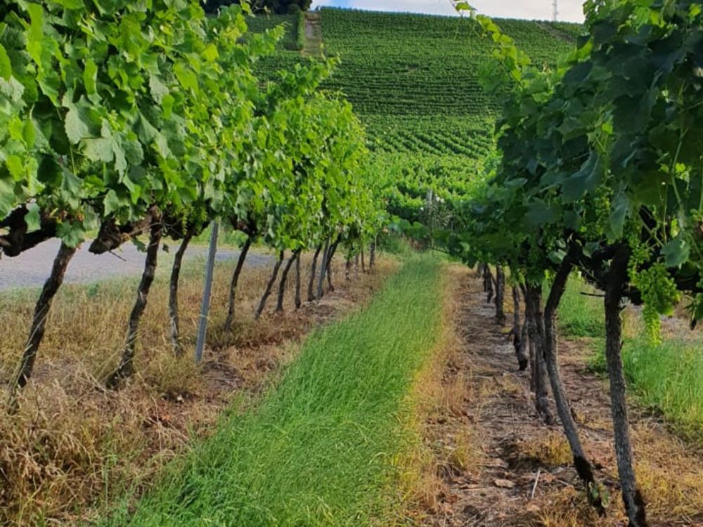 Descobrindo os tesouros do terroir sulista com as vinícolas boutique, suas origens e tradições - Image 3
