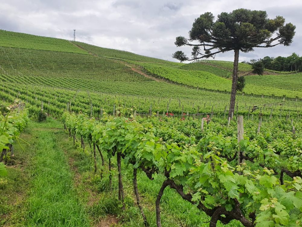 Encante-se com o Vale dos Vinhedos e aprenda técnicas para degustar vinhos e espumantes