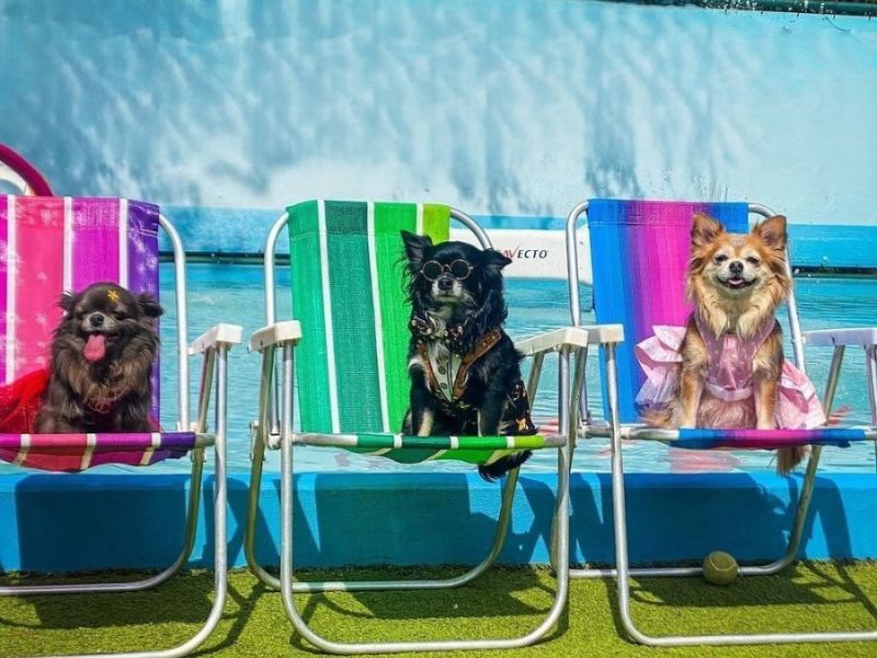 Bom para cachorro! Day use em dog club no coração da cidade de São Paulo por pet (cachorro) com 2 humanos incluídos