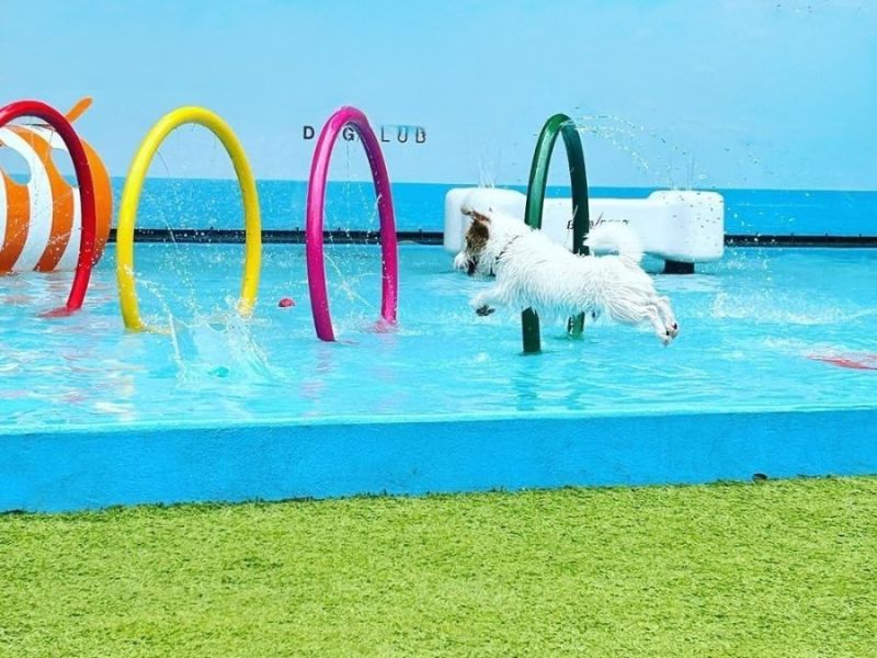 Bom para cachorro! Day use em dog club no coração da cidade de São Paulo por pet (cachorro) com 2 humanos incluídos - Image 4