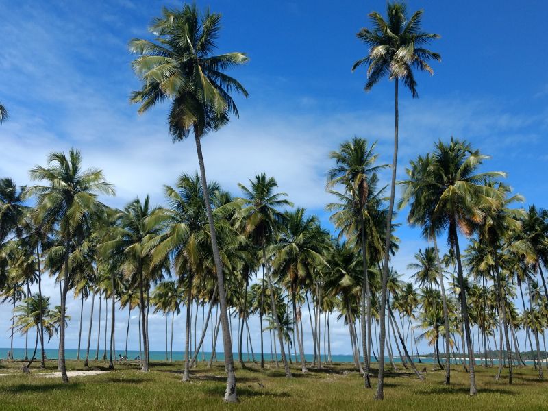 Citytour Recife e Olinda: conheça os principais pontos turísticos pernambucanos