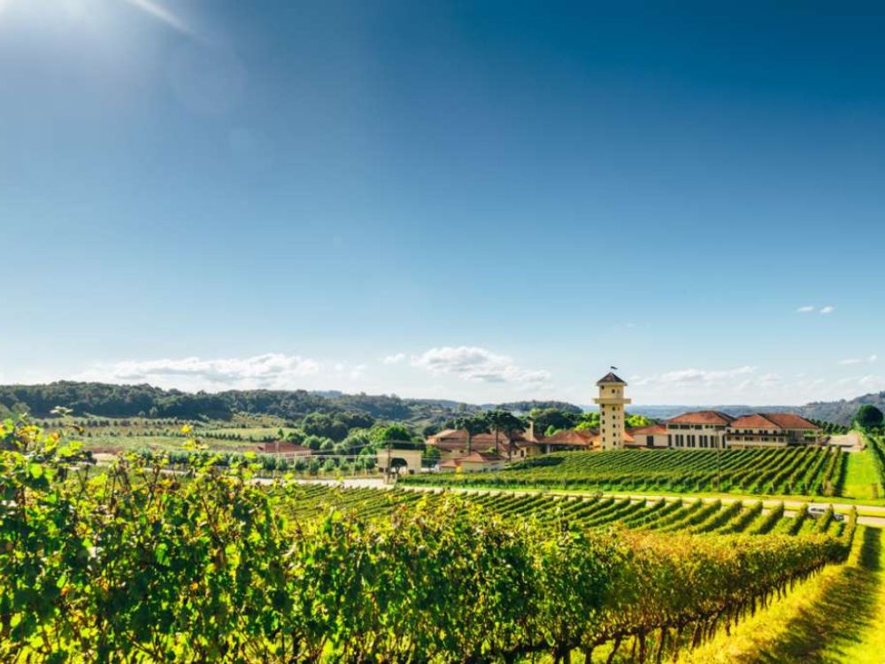 Explorando os sabores da terra em um tour pelo Vale dos Vinhedos - Image 2