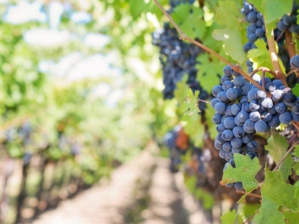 Explorando os sabores da terra em um tour pelo Vale dos Vinhedos